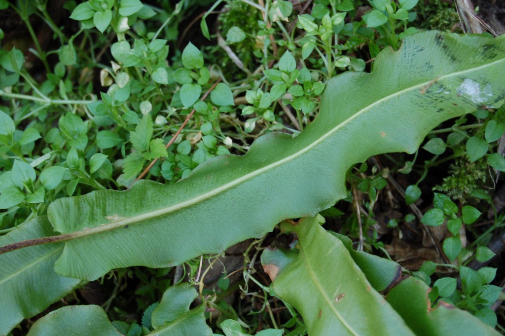 Asplenium scolopendrium
